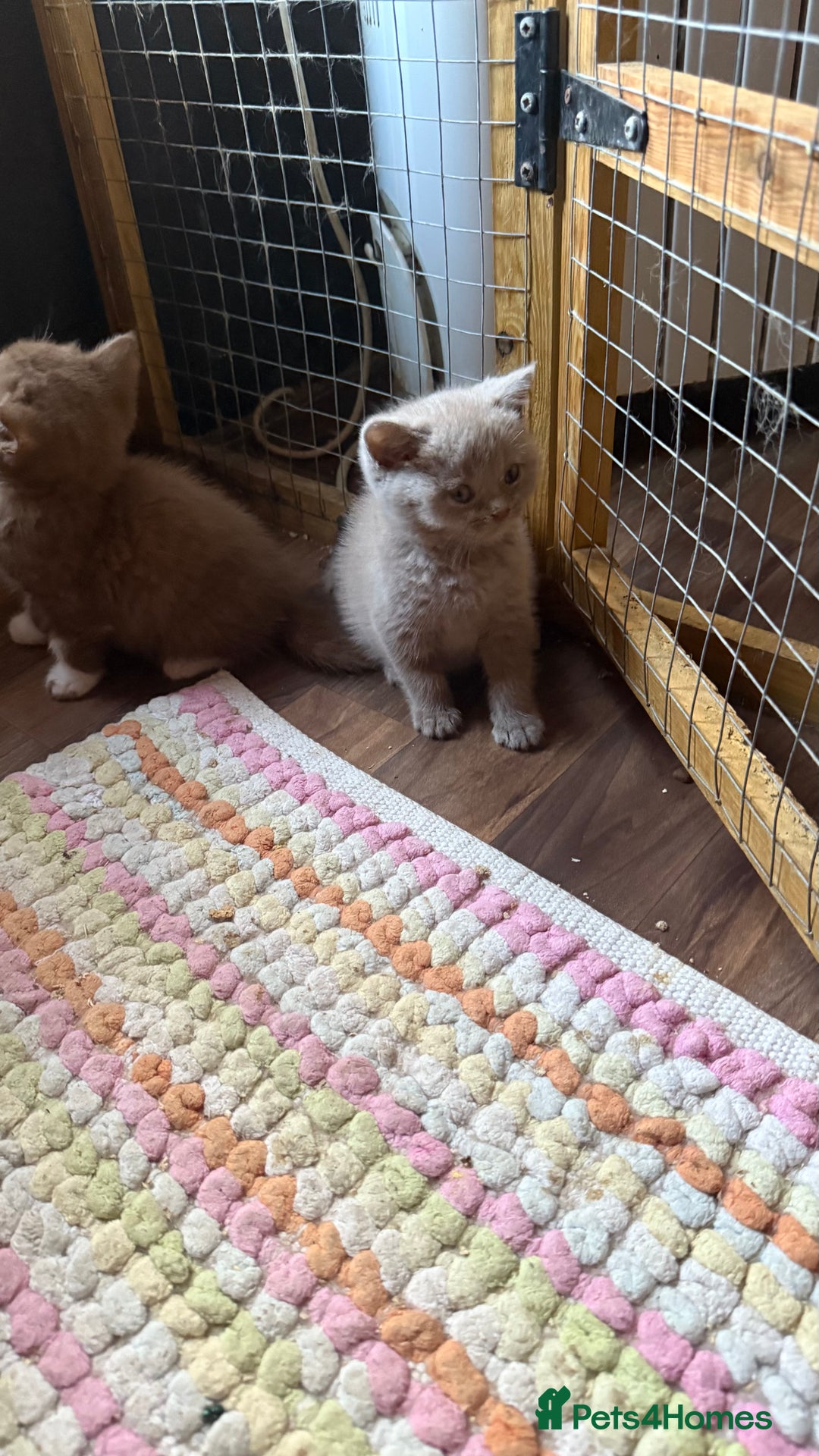 British Shorthair cats for sale:  Tica cinnamons BSH kittens - Image 6
