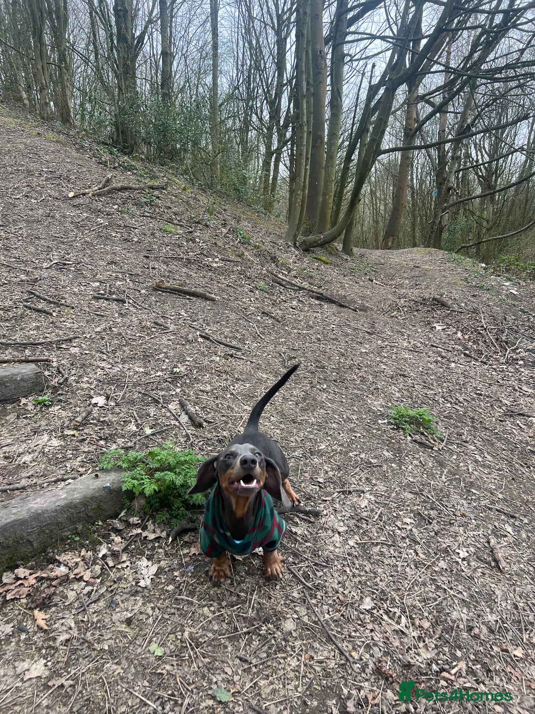 Dachshund dogs for sale: Grey and Tan Male Dachshund 17 months old - Advert 11