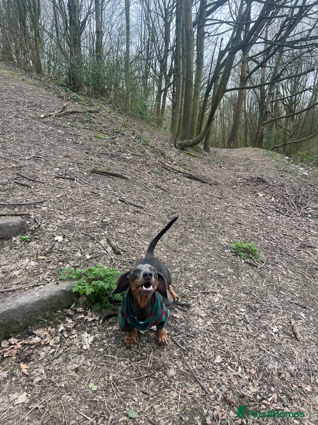 Dachshund dogs for sale: Grey and Tan Male Dachshund 17 months old - Advert 11