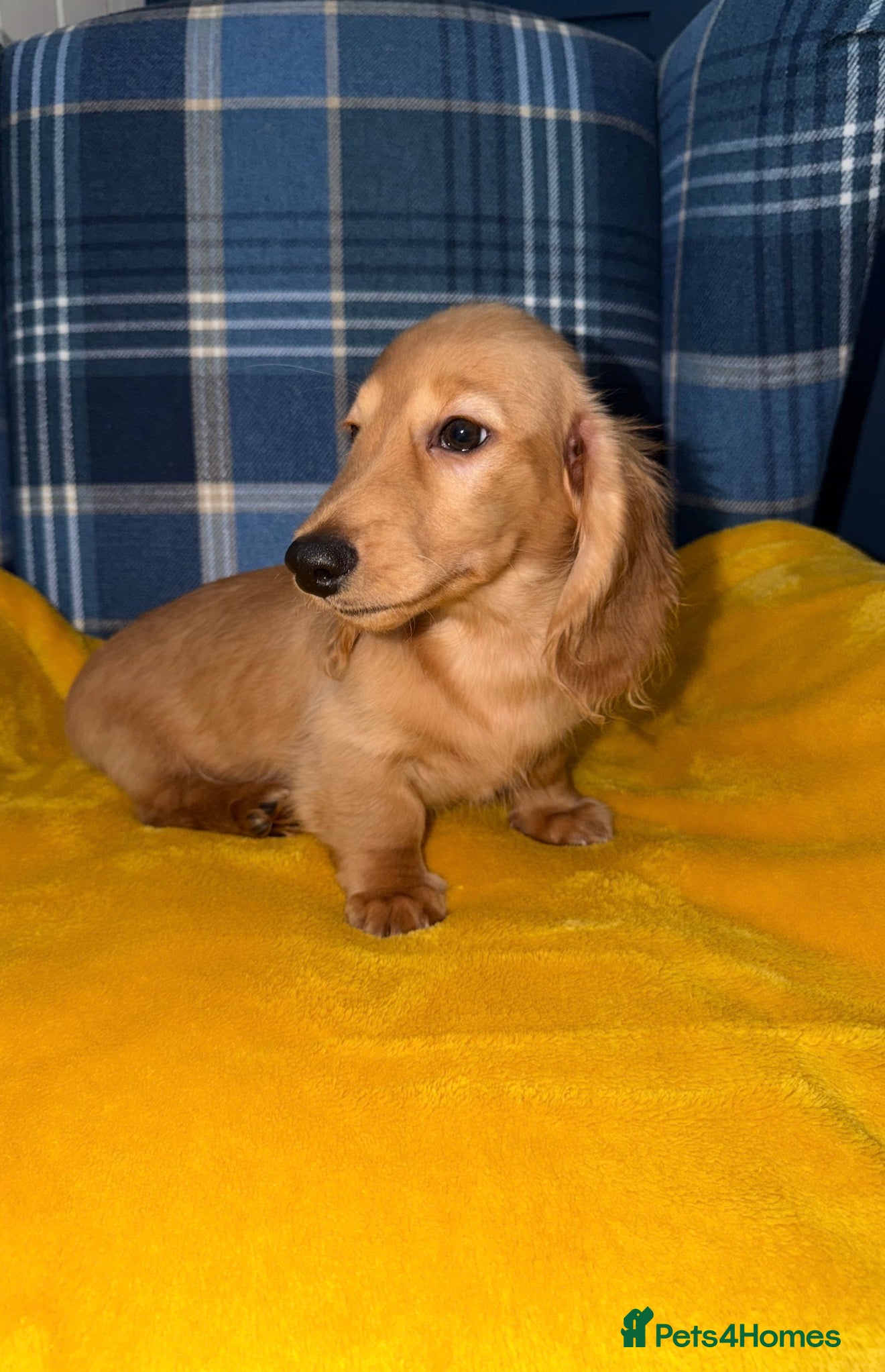 Miniature Dachshund dogs 🧡💛Stunning Longhaired Dachshund Puppies💛🧡 - Advert 17