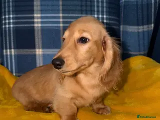 Miniature Dachshund dogs 🧡💛Stunning Longhaired Dachshund Puppies💛🧡 - Advert 17