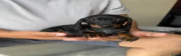 Dachshund dogs for sale: Miniature dachshund puppies  - Advert 8