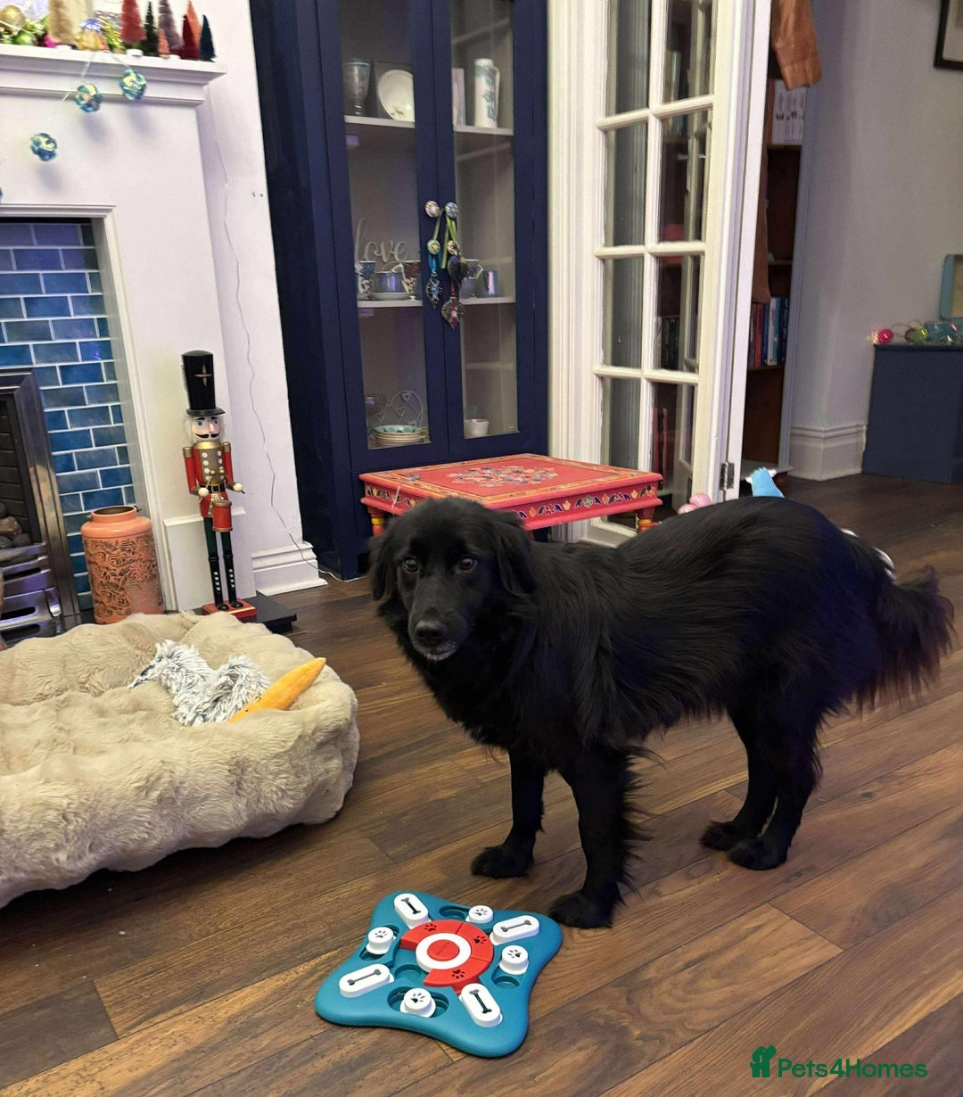 Mixed Breed dogs for adoption: Gentle Saffie Seeks Patient Forever Family - Advert 3