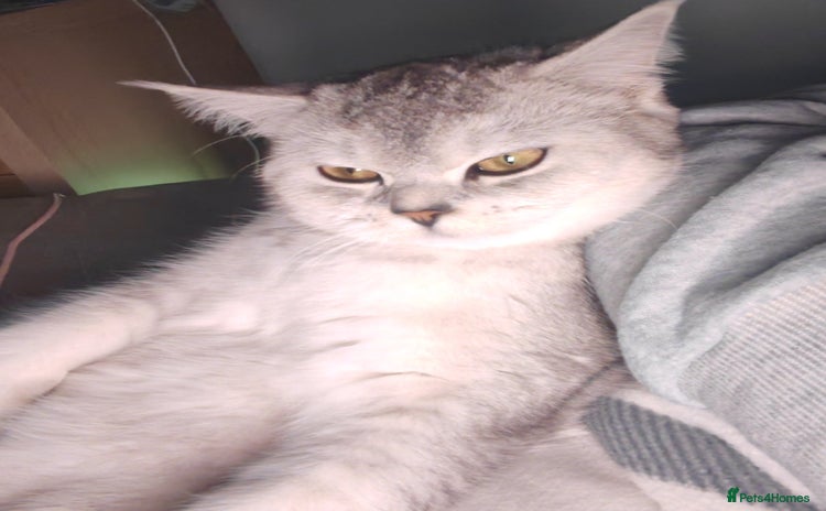 British Shorthair cats - Advert 7