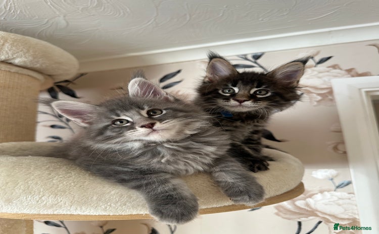 Maine Coon cats - Advert 4