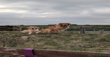 Golden Retriever dogs - Advert 15