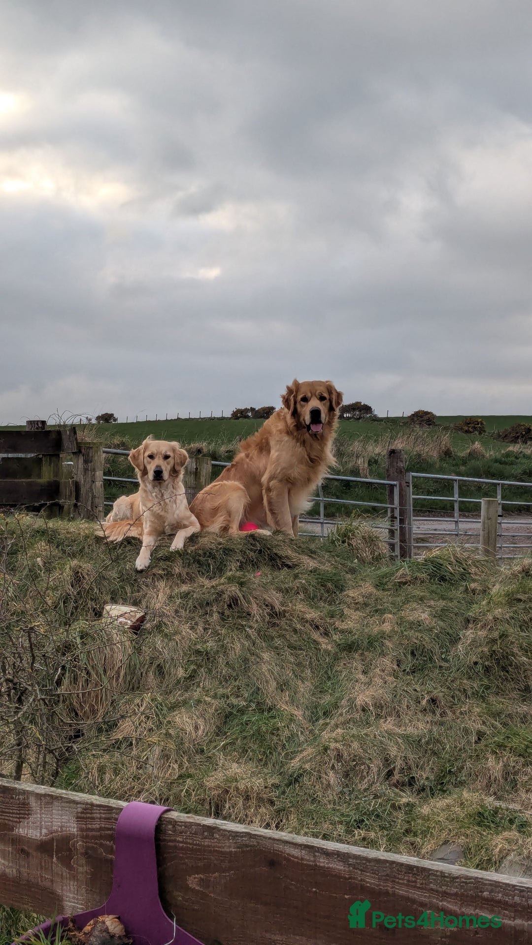 Golden Retriever dogs for sale: Wonderful,playful ,adventurous happy little furs😍 - Image 3