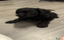 Mixed Breed dogs for sale: Shihtzu cross cocapoo (shihpoo) puppies  - Advert 6