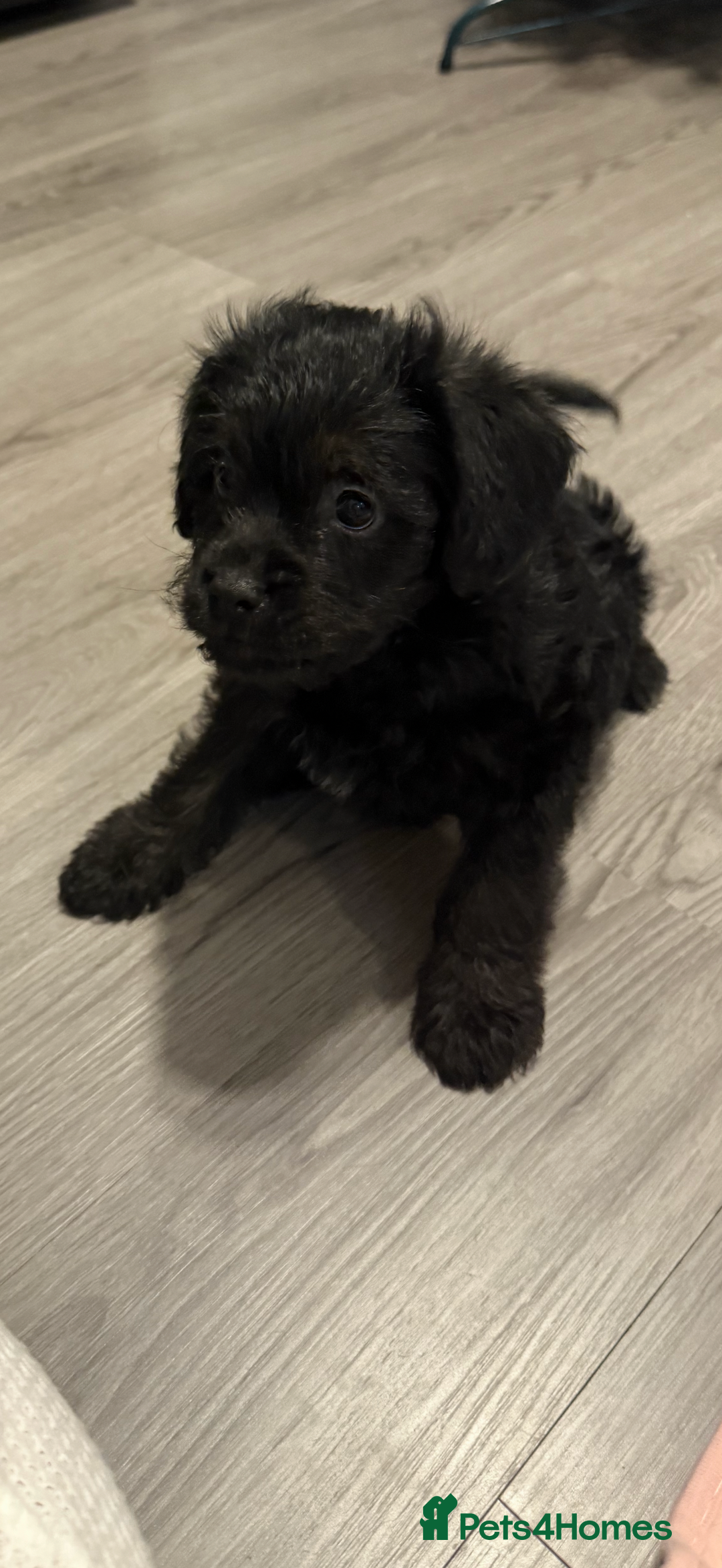 Mixed Breed dogs for sale: Shihtzu cross cocapoo (shihpoo) puppies  - Advert 6