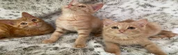 Mixed Breed cats for sale: Fluffy cream ginger girls  mixed with BSH kittens  - Advert 24