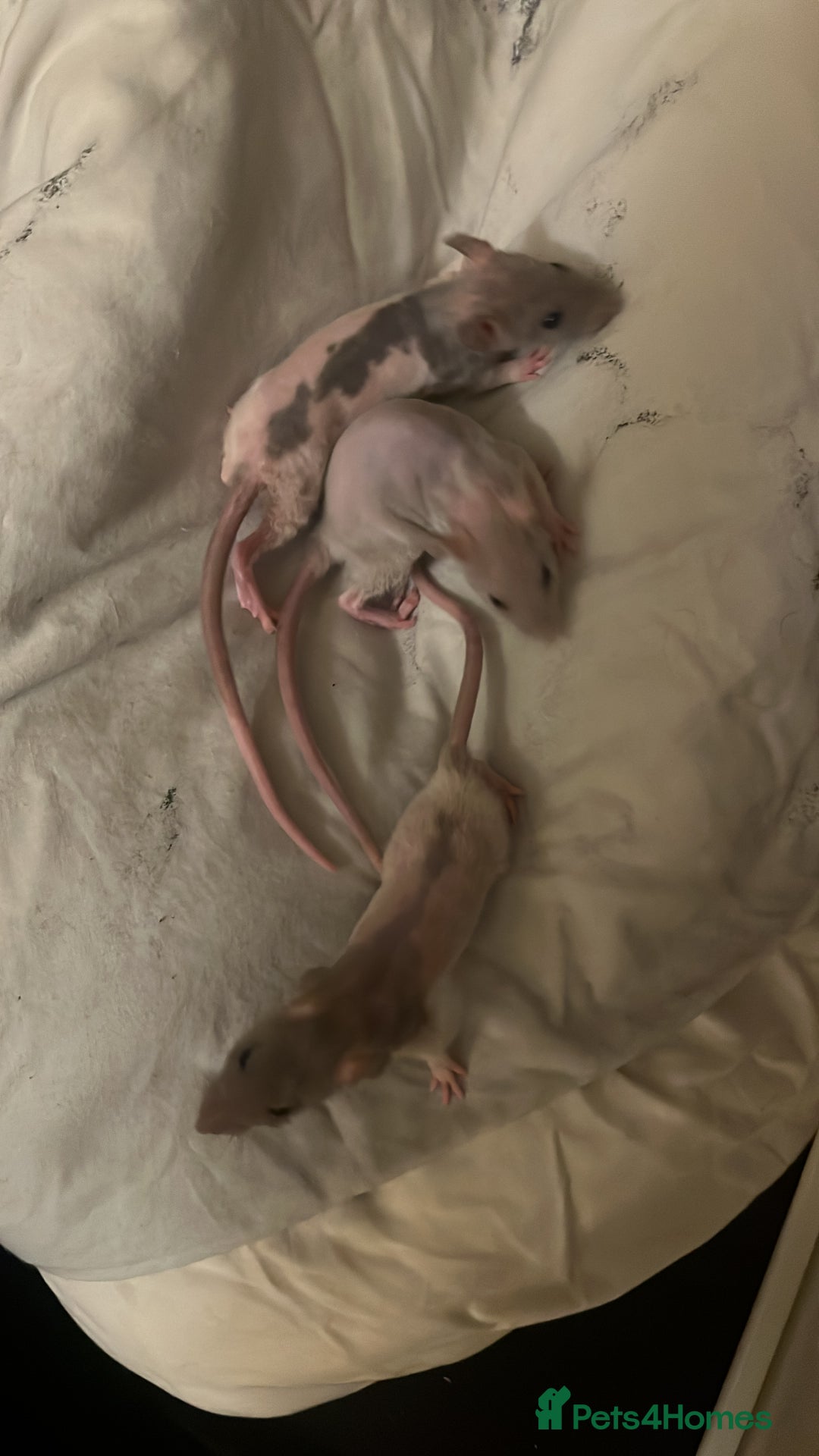 Rat rodents for sale: Double Rex females, - Advert 2