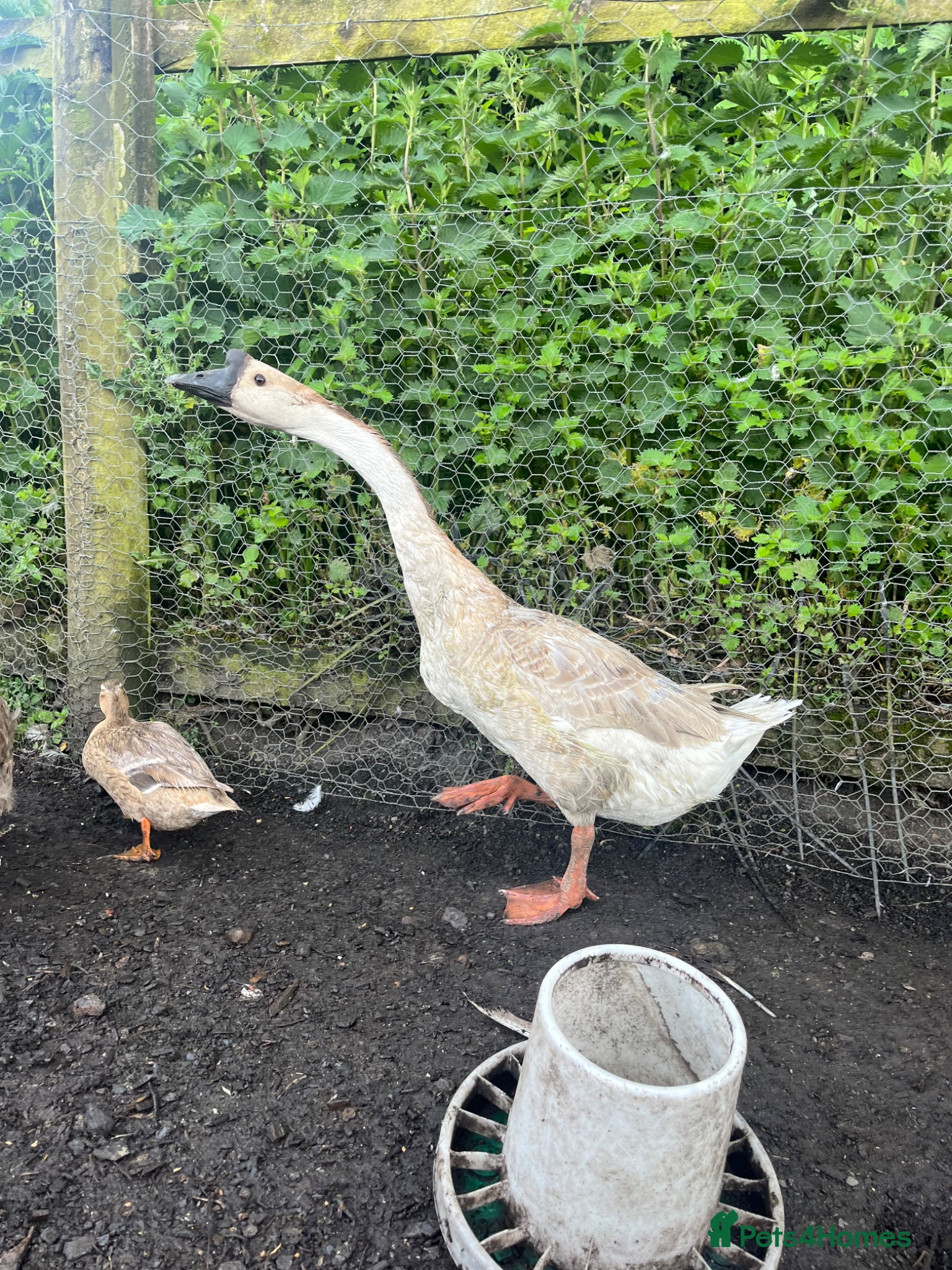 Geese poultry for sale: Year old geese for sale  - Advert 4