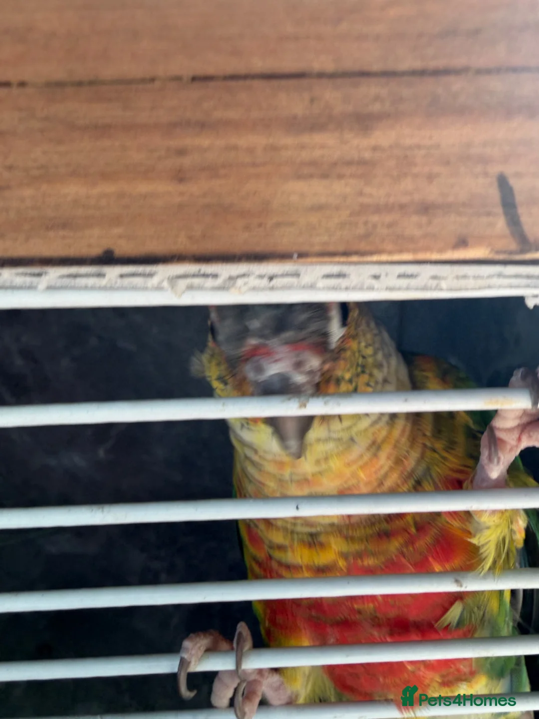 Conures birds for sale: Pineapple conure & cage 3 years old - Advert 2
