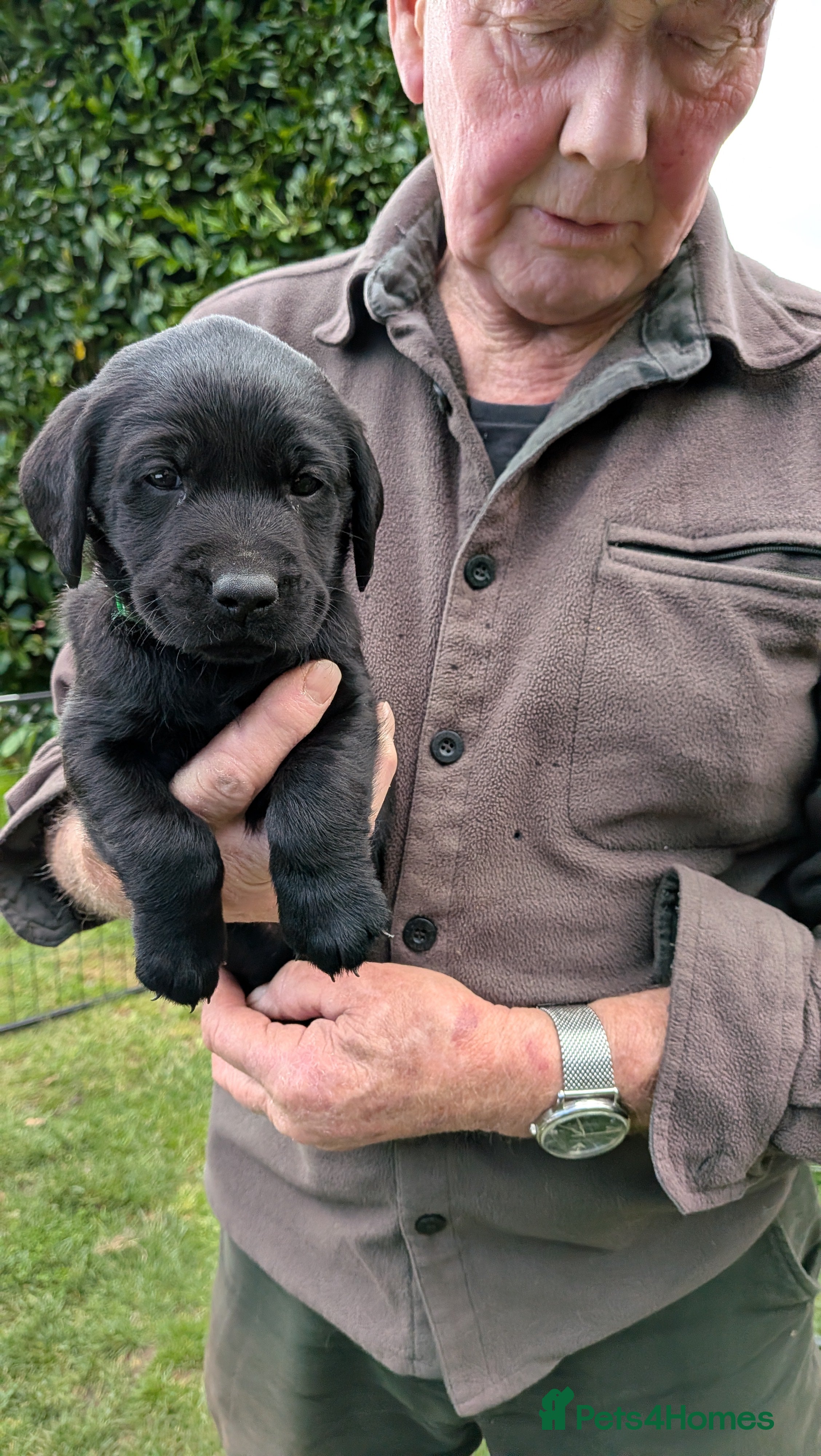 Labrador Retriever dogs Stunning Litter from KC registered parents  - Advert 2