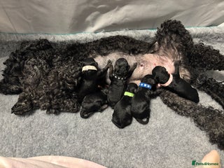 Miniature Poodle dogs Miniature poodles looking for forever home - Advert 5