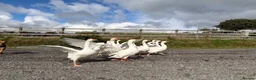Geese poultry for sale: 12 emden geese  in Tregaron - Advert 1