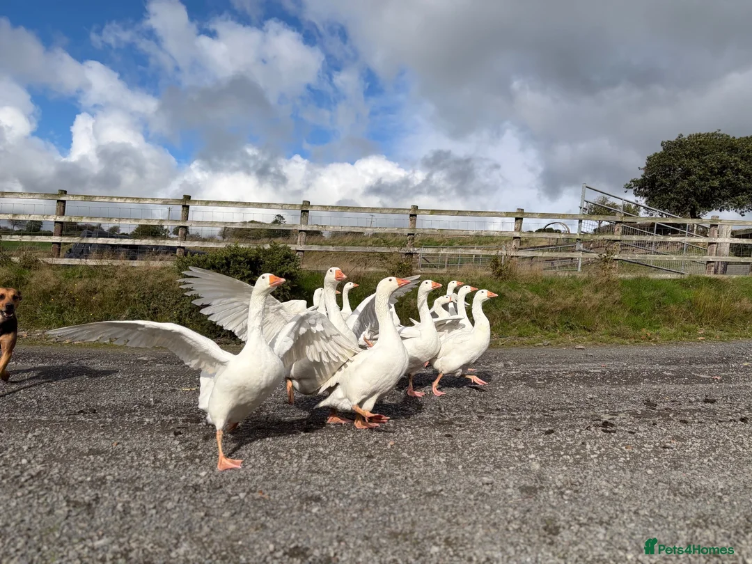 Geese poultry for sale: 12 emden geese  in Tregaron - Advert 1