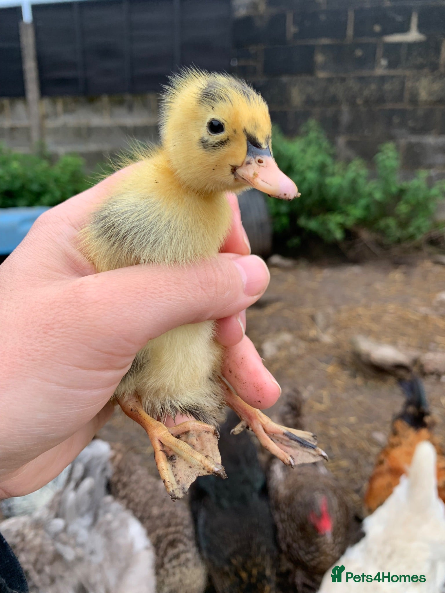 Chickens poultry Runner Ducklings and Hens  - Advert 1