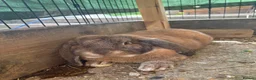 French Lop rabbits for sale: 8 month old Pure French lop buck  - Advert 2