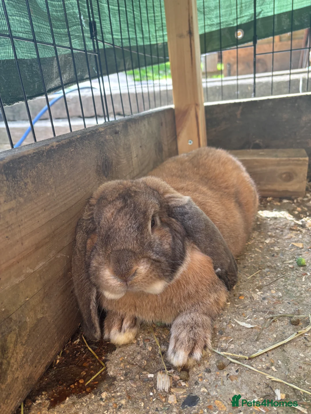 French Lop rabbits for sale: 8 month old Pure French lop buck  - Advert 2