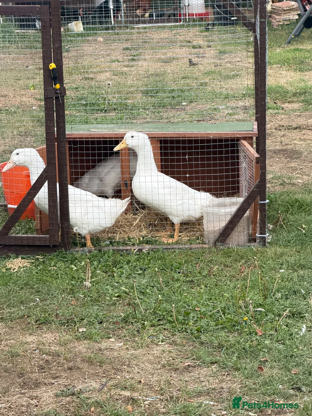 Ducks poultry for sale: 3 Pekin ducklings  - Advert 2