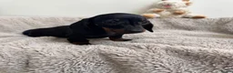 Miniature Dachshund dogs for sale: Miniature dachshund  - Advert 5
