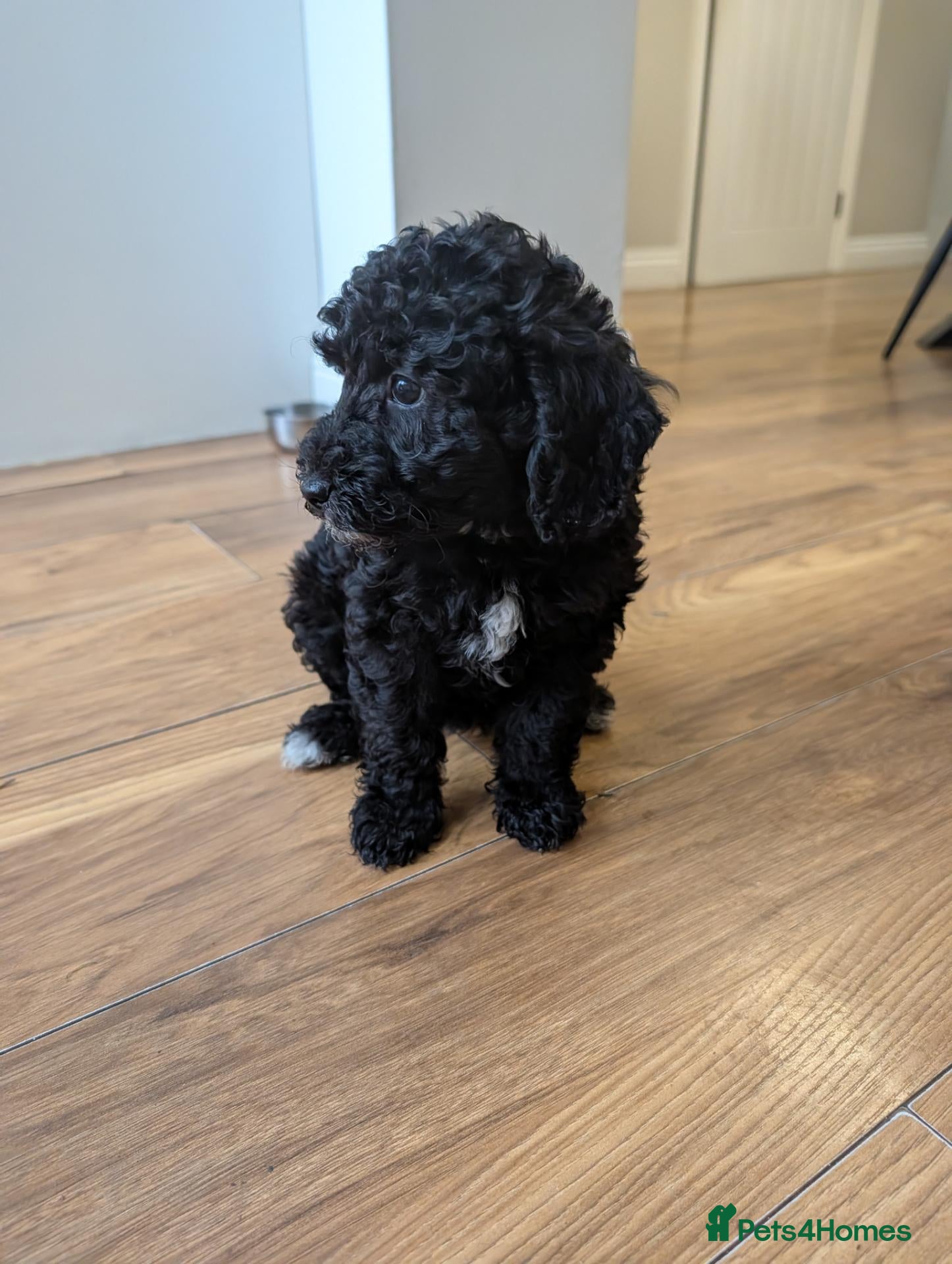 Sheepadoodle dogs 🐾 Black Sheepadoodle Girl Ready to Leave Now! 🐾 - Advert 2