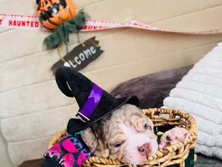 English Bulldog dogs Only one left 🧬Gorgeous boy Leo the King - Advert 1