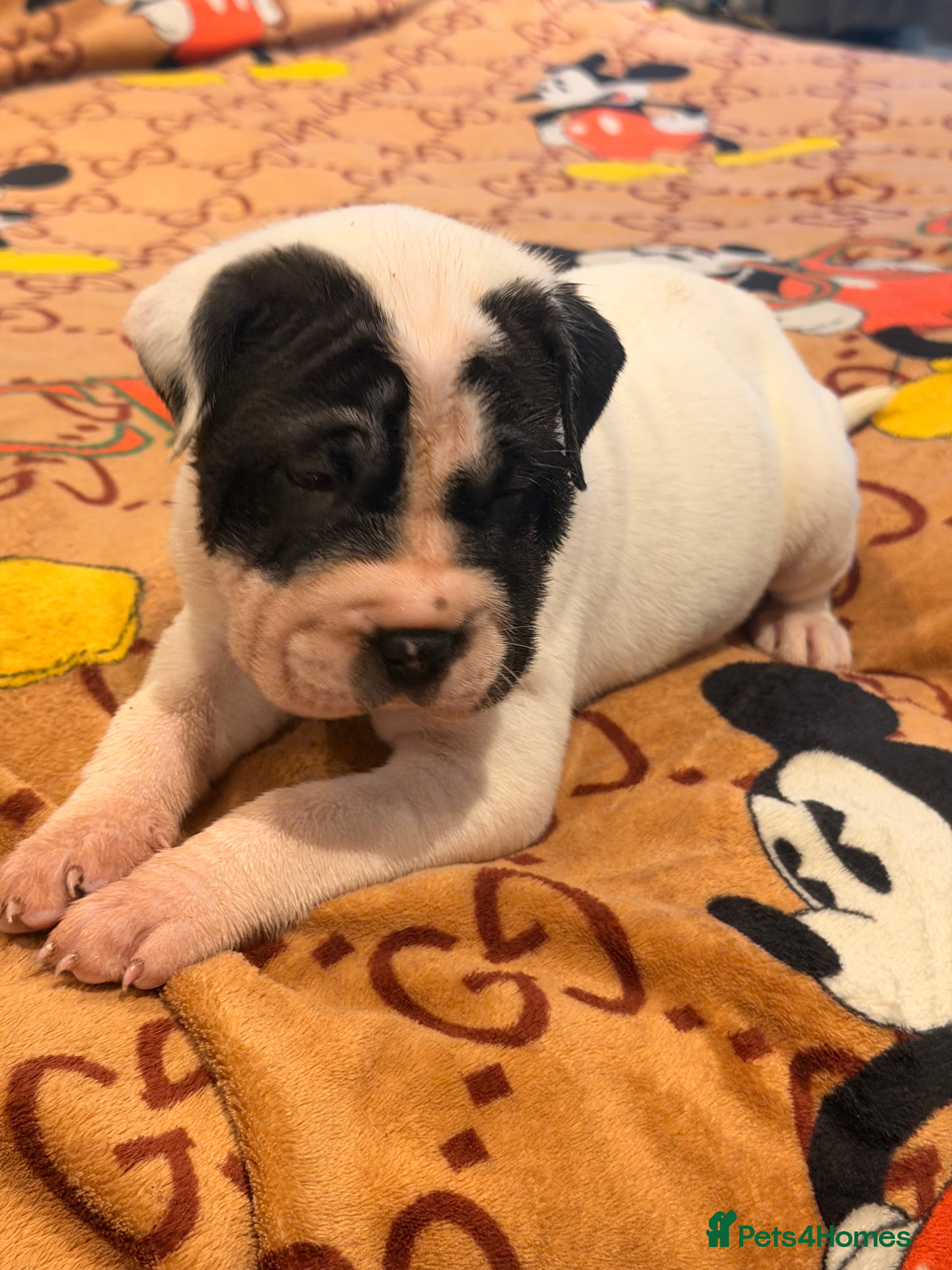 Mixed Breed dogs Lovely Sharpei/Staff x Mastiff - Advert 2