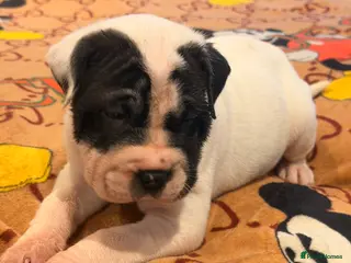 Mixed Breed dogs Lovely Sharpei/Staff x Mastiff - Advert 2