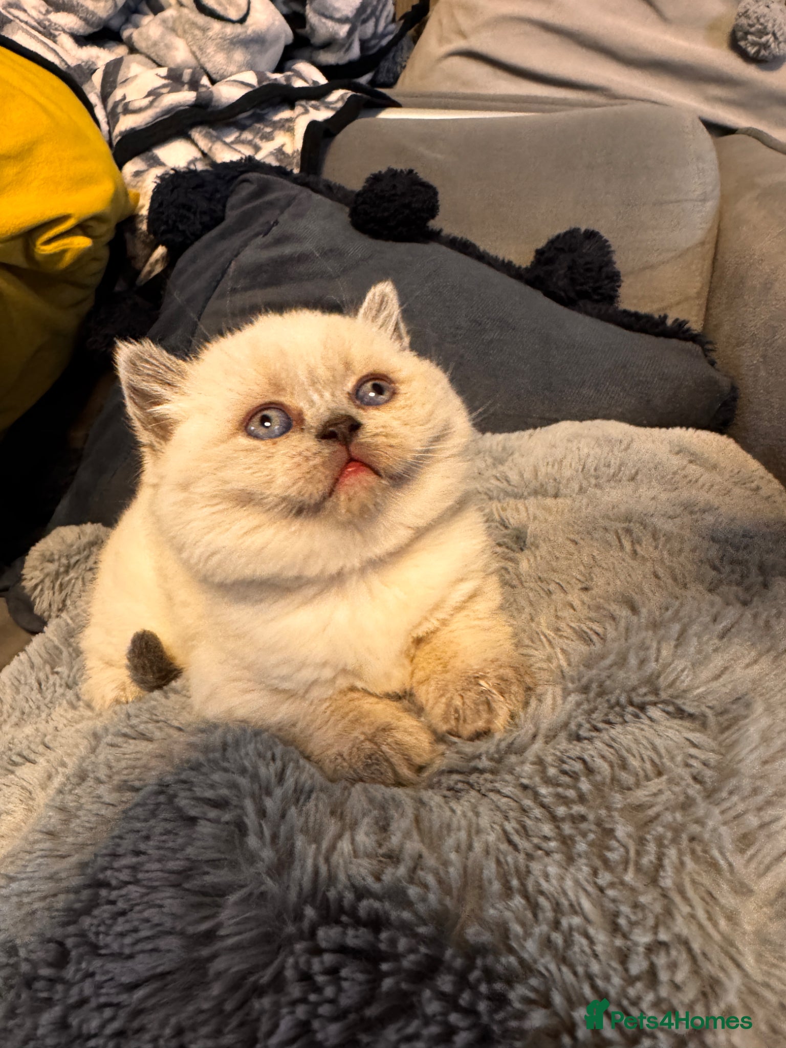 British Shorthair cats for sale: Beauty Blue British Shorthair CHAMPION blood line  - Advert 1