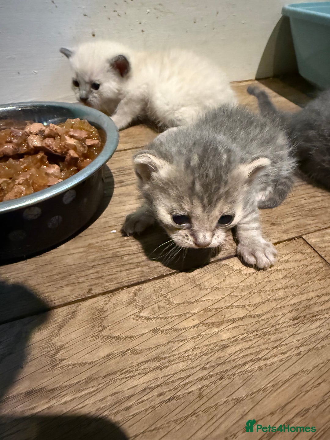 British Shorthair cats for sale: Beautiful Blue British Shorthair x Bengal kittens - Image 5
