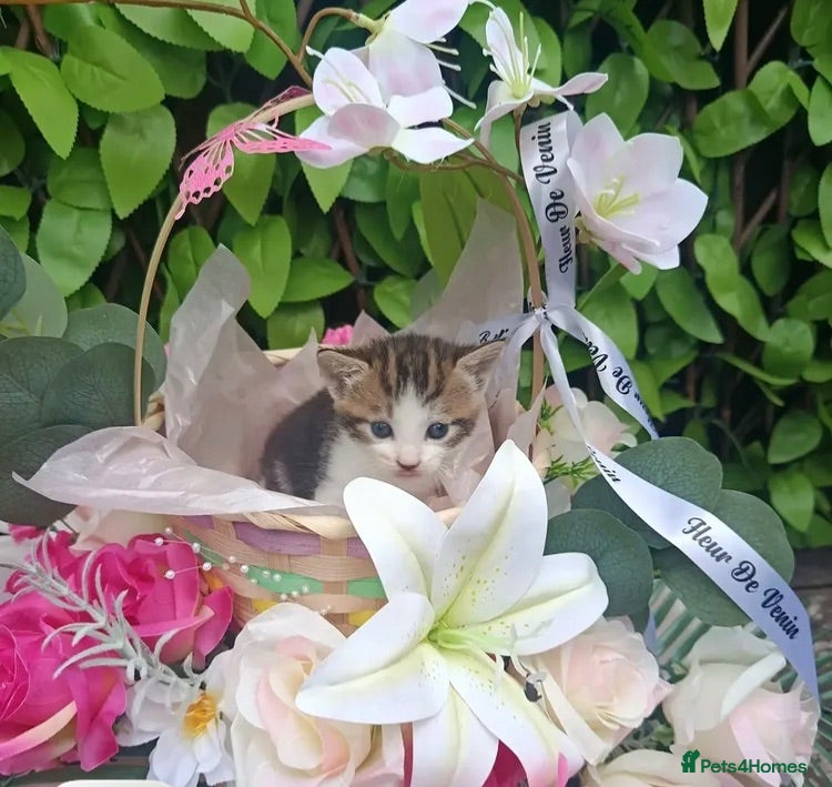 Mixed Breed cats Female Tabby kitten  - Advert 1