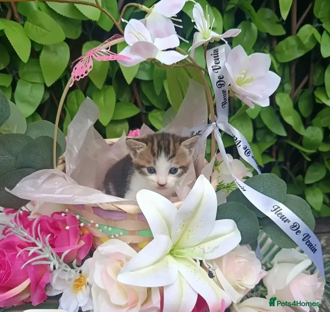 Mixed Breed cats for sale: Female Tabby kitten  in Runcorn - Advert 1
