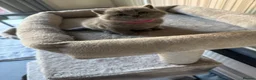 British Shorthair cats for sale: Full Pedigree British Blue Shorthair Kittens - Advert 7