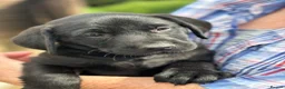 Labrador Retriever dogs for sale: Black Labrador Bitch - Advert 1