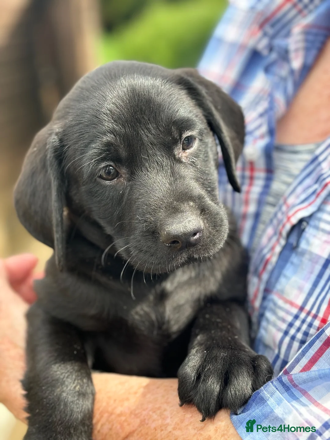 Labrador Retriever dogs for sale: Black Labrador Bitch - Advert 1