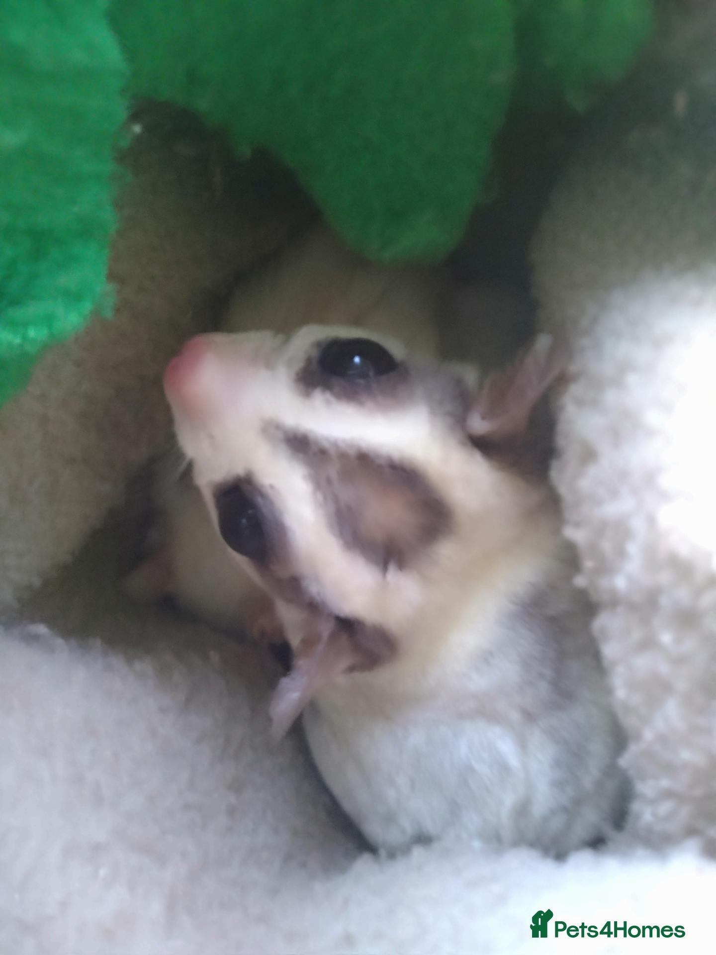 Sugar Glider rodents Stunning sugar gliders pair and cage  - Advert 10