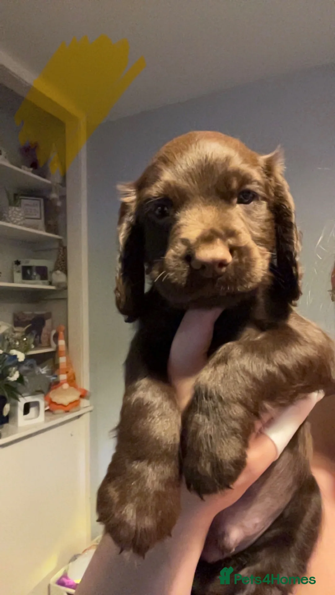 Cocker Spaniel dogs for sale: 4 male cocker spaniels for sale  - Advert 2