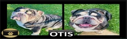 English Bulldog dogs for stud: 🌟Otis English Bulldog @stud in Telford - Advert 2