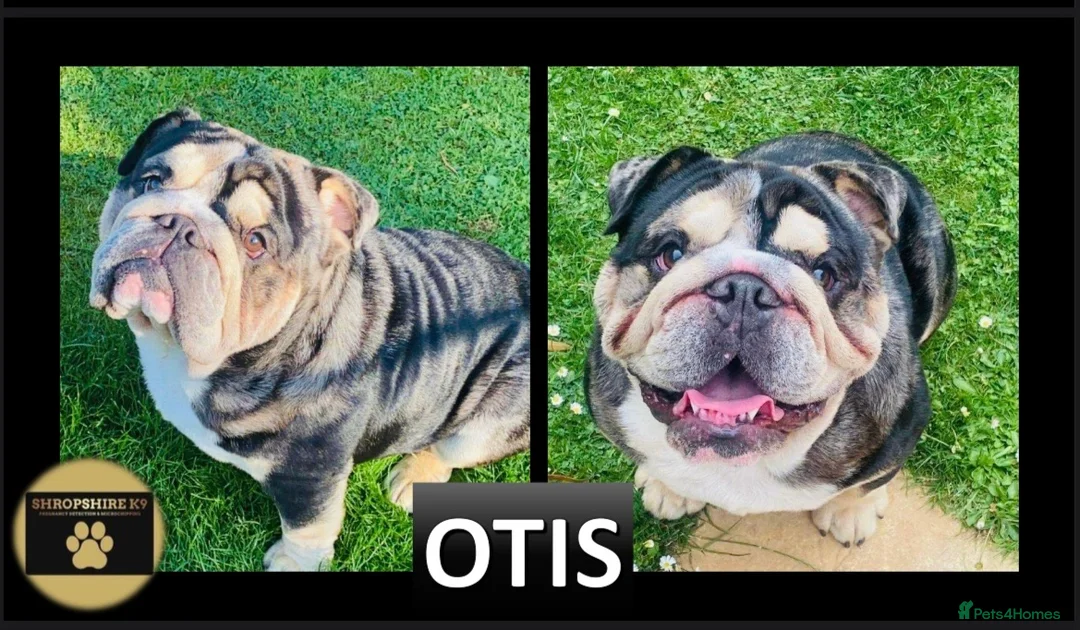English Bulldog dogs for stud: 🌟Otis English Bulldog @stud in Telford - Advert 2