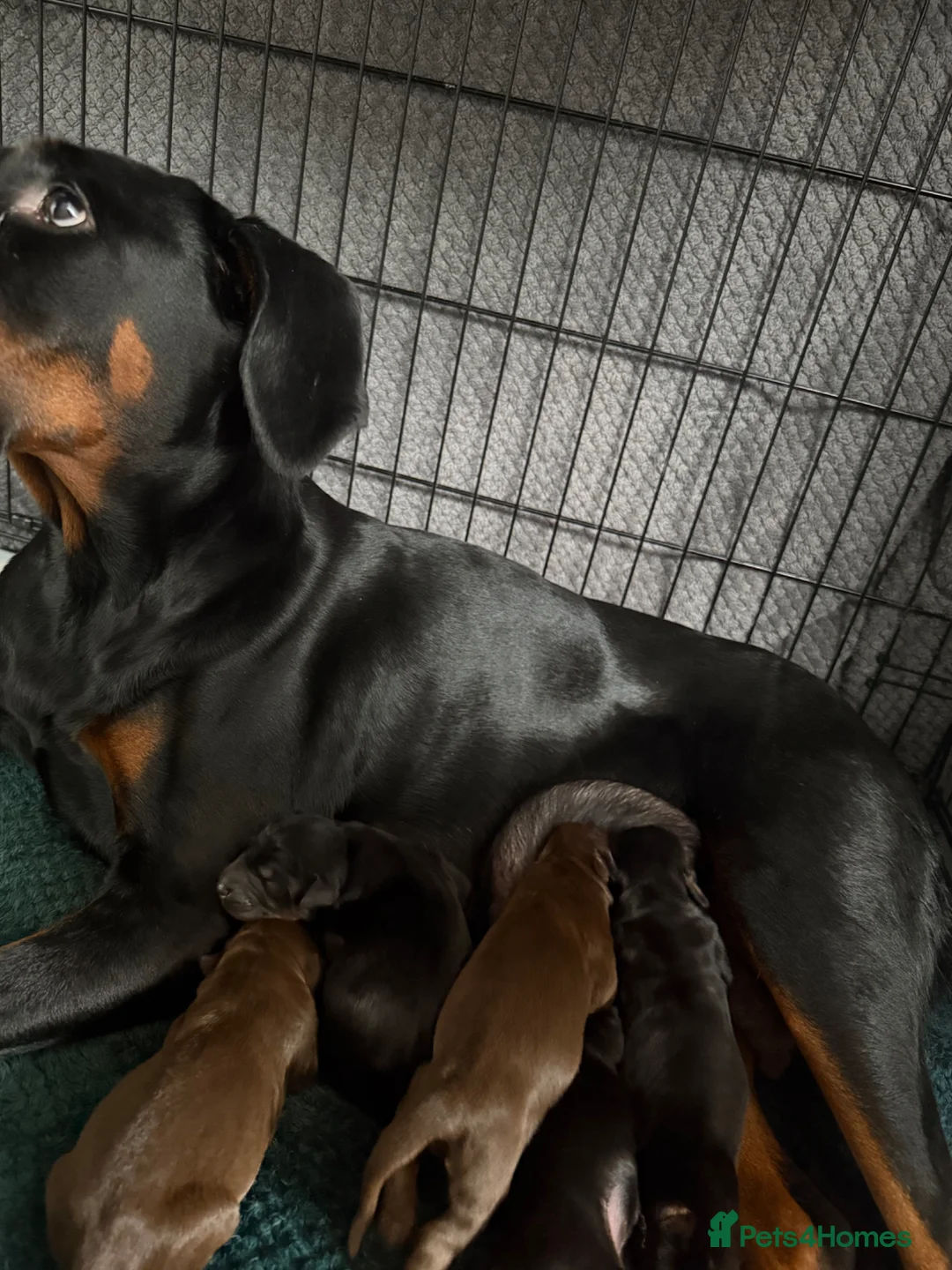 Dobermann dogs for sale: *Outstanding European Dobermanns for sale* - Advert 16