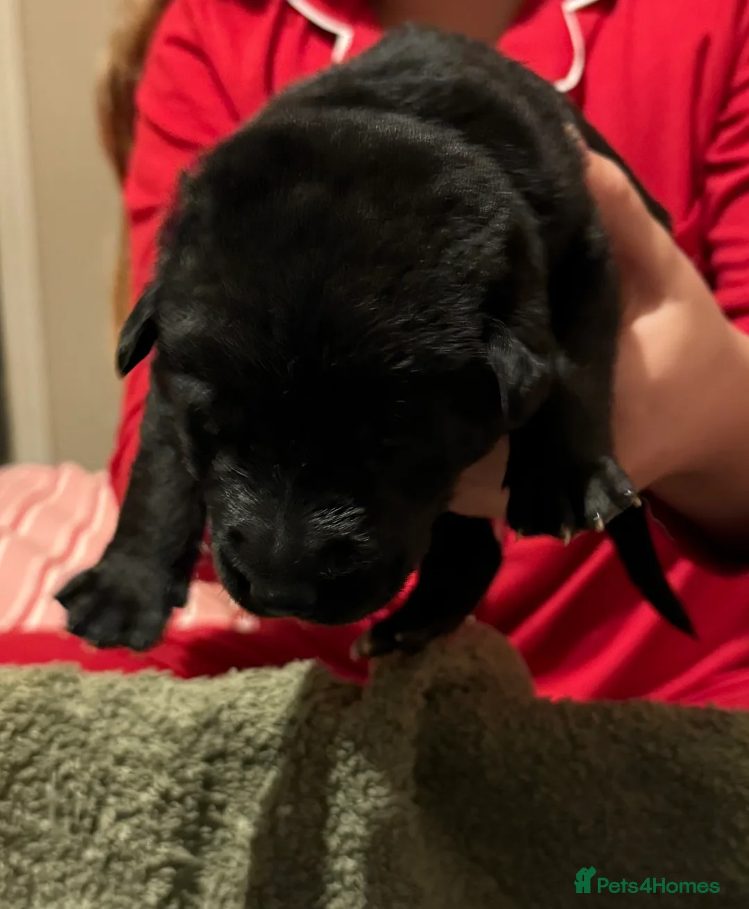 Mixed Breed dogs for sale: German shepherd, Labrador mix puppies for sale  - Advert 6