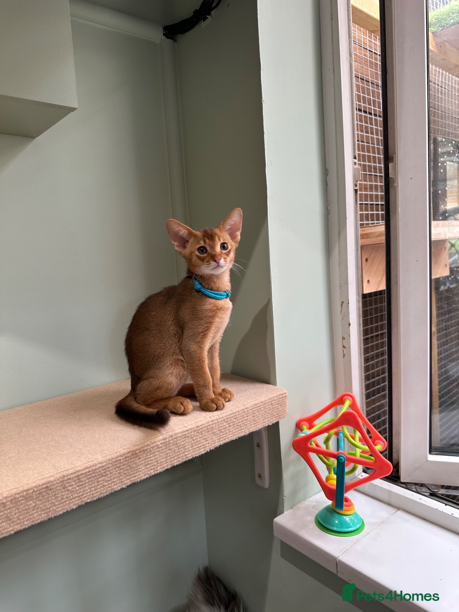 Abyssinian cats Abyssinian kittens  - Advert 4