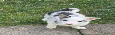 Border Collie 4