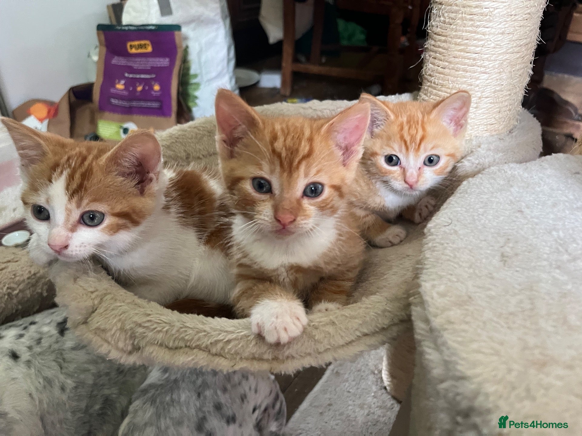 Mixed Breed cats Last little boy left.  - Advert 18