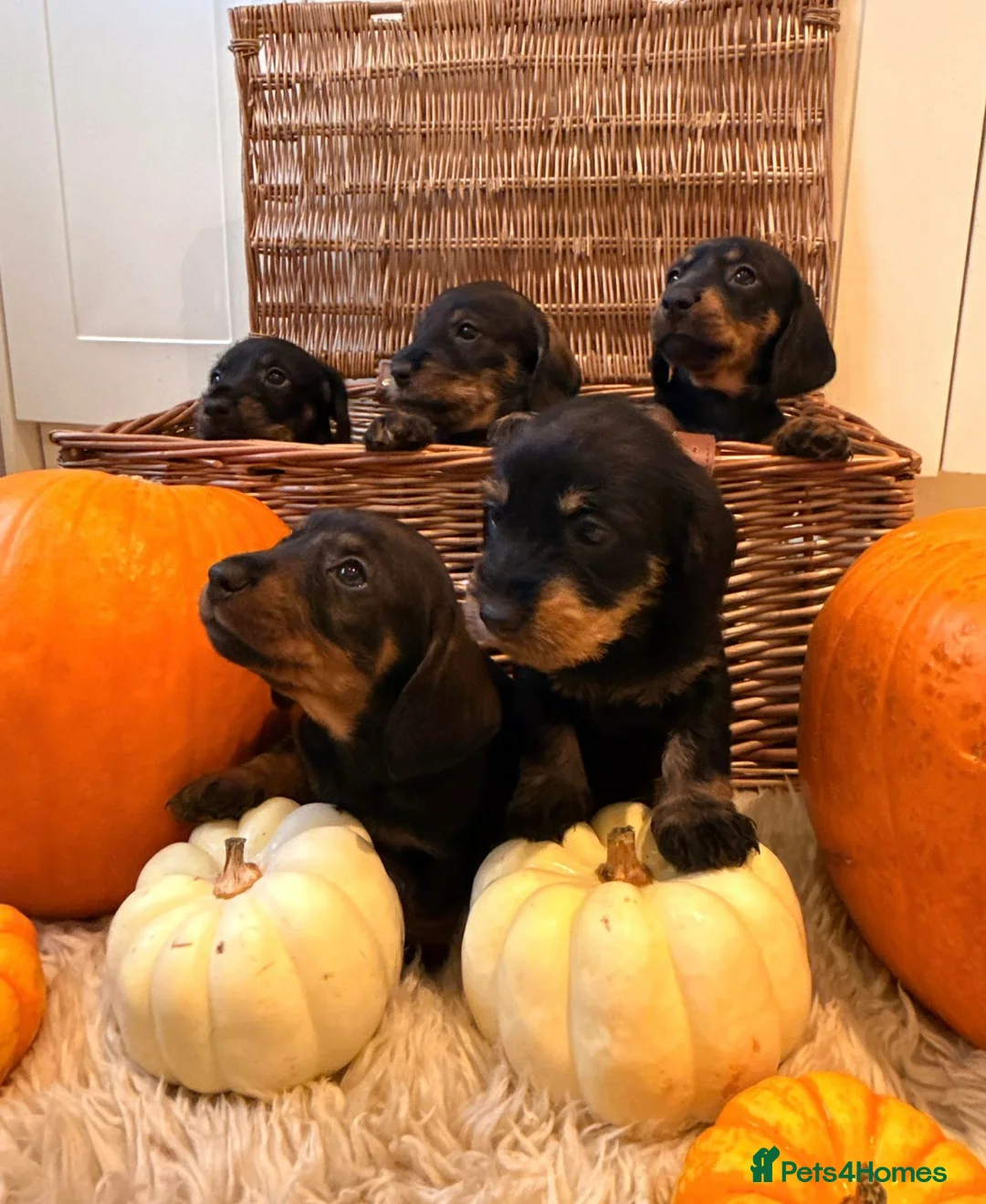 Dachshund dogs for stud: KC Reg 0%COI Brilliant Bold Wirehaired Teckel Stud in Sudbury - Advert 12