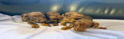 Dachshund dogs for sale: Dachshund puppies - Advert 23