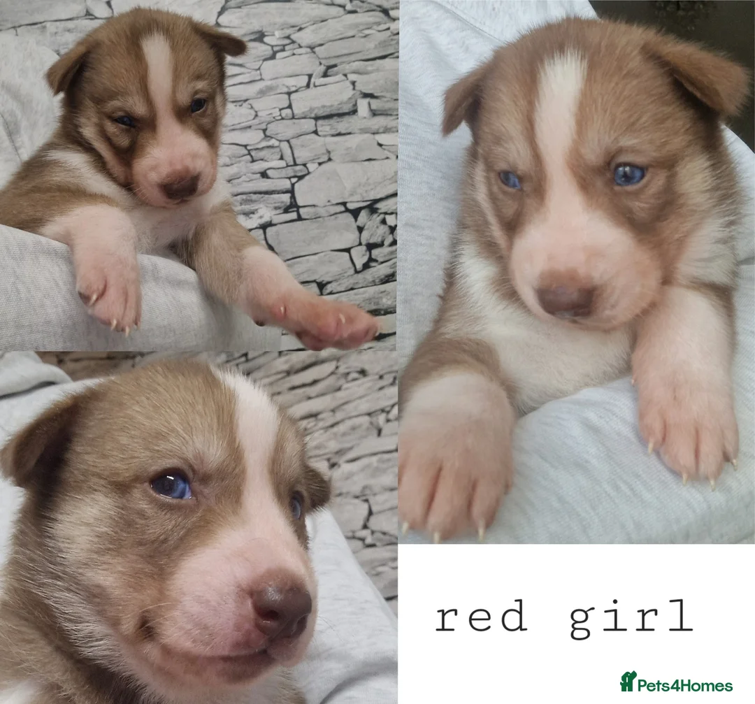 Siberian Husky dogs for sale: 1 beautiful girl left ❤️ ready now  - Advert 38