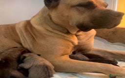 Presa Canario dogs for sale: 🏆UKC Pedigree Champion blood Presa Canario pups🏆 - Image 16
